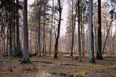 Копия-Nir-Evron_one-forest_1